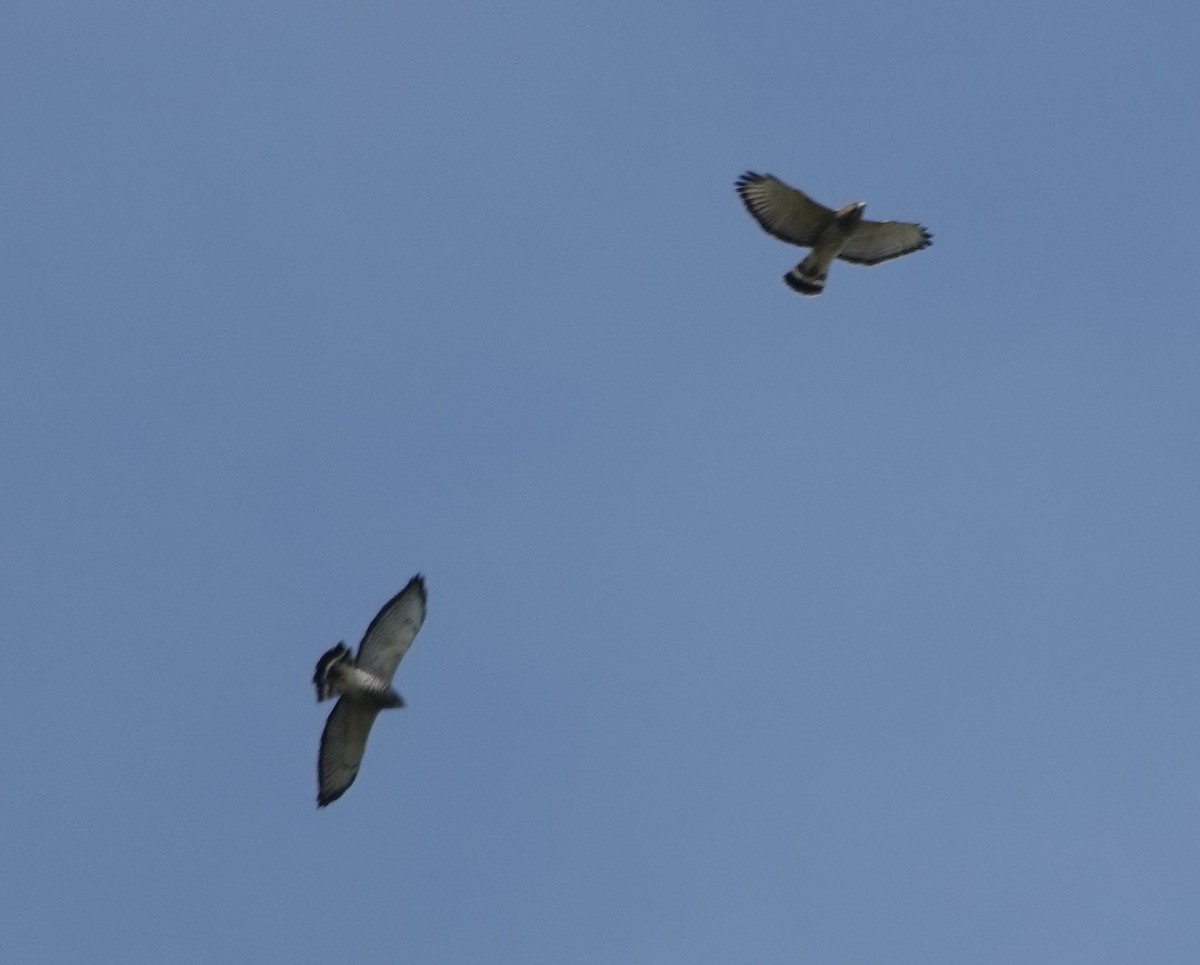 Broad-winged Hawk - ML642134408