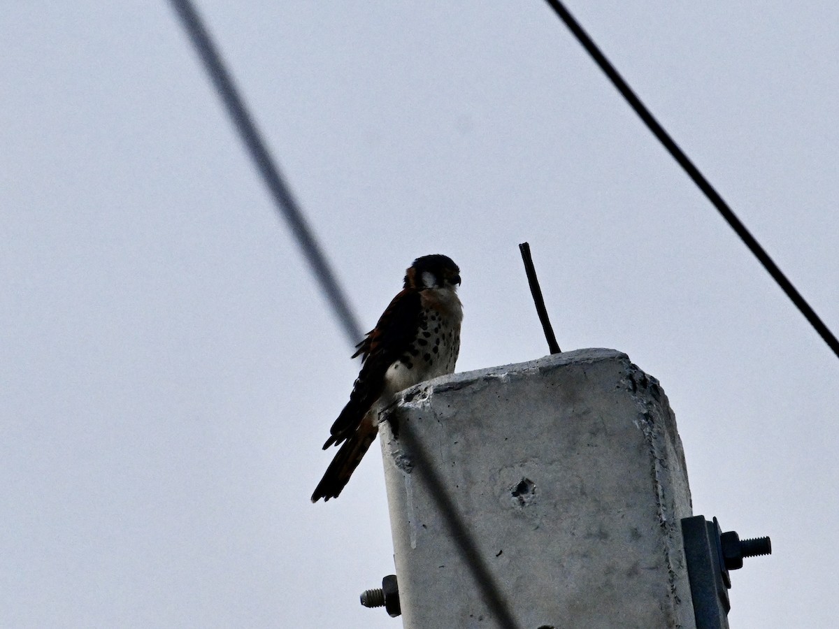 American Kestrel - ML642134411