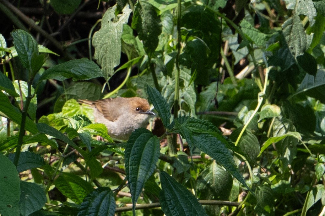 Carruthers's Cisticola - ML642134415