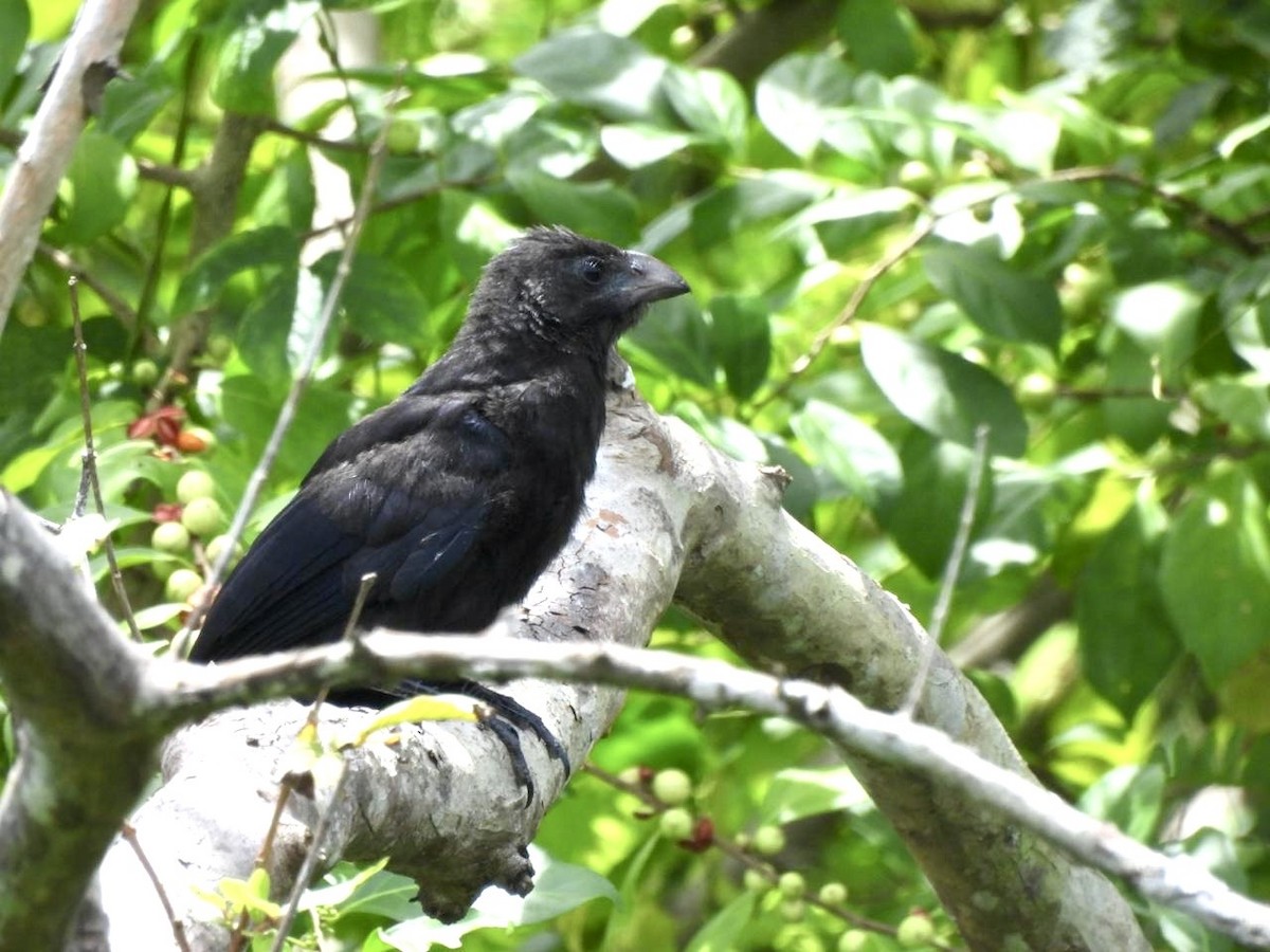 Smooth-billed Ani - ML642134416