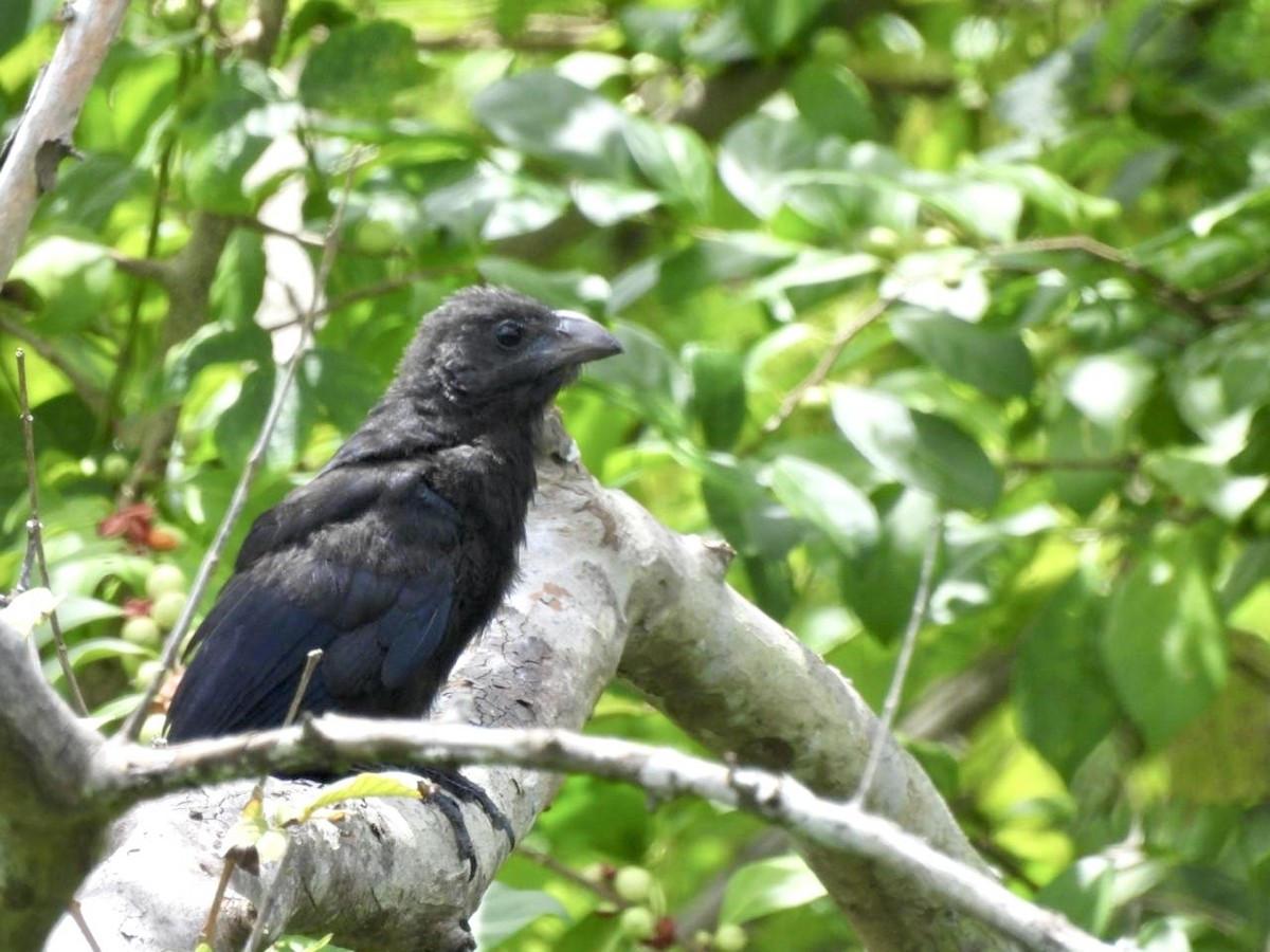 Smooth-billed Ani - ML642134417