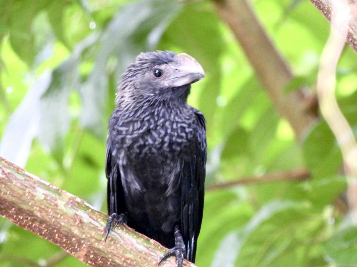 Smooth-billed Ani - ML642134418