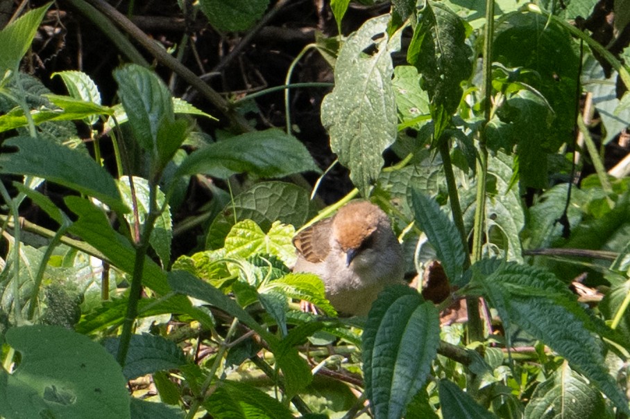 Carruthers's Cisticola - ML642134422