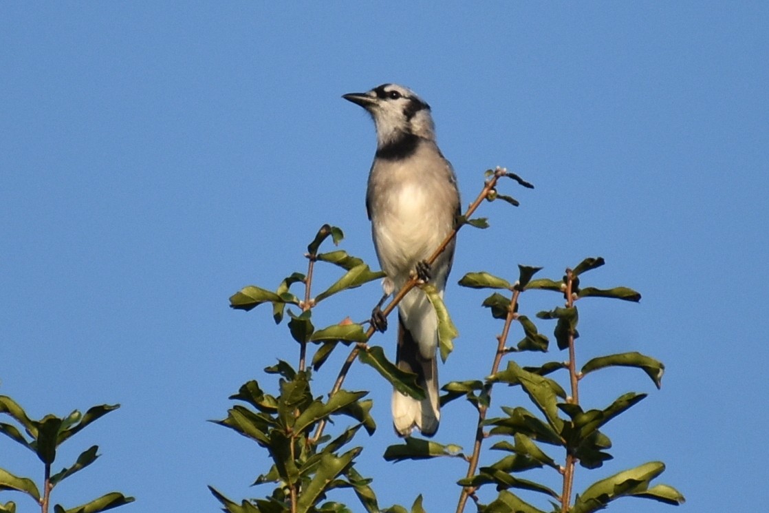Blue Jay - ML642134428