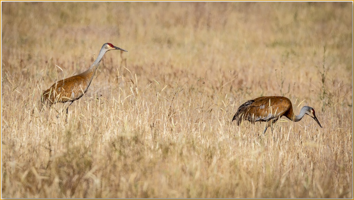 Sandhill Crane - ML642134436