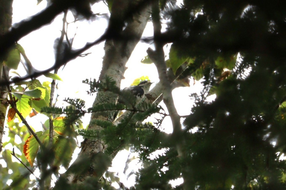Downy Woodpecker - ML642134437