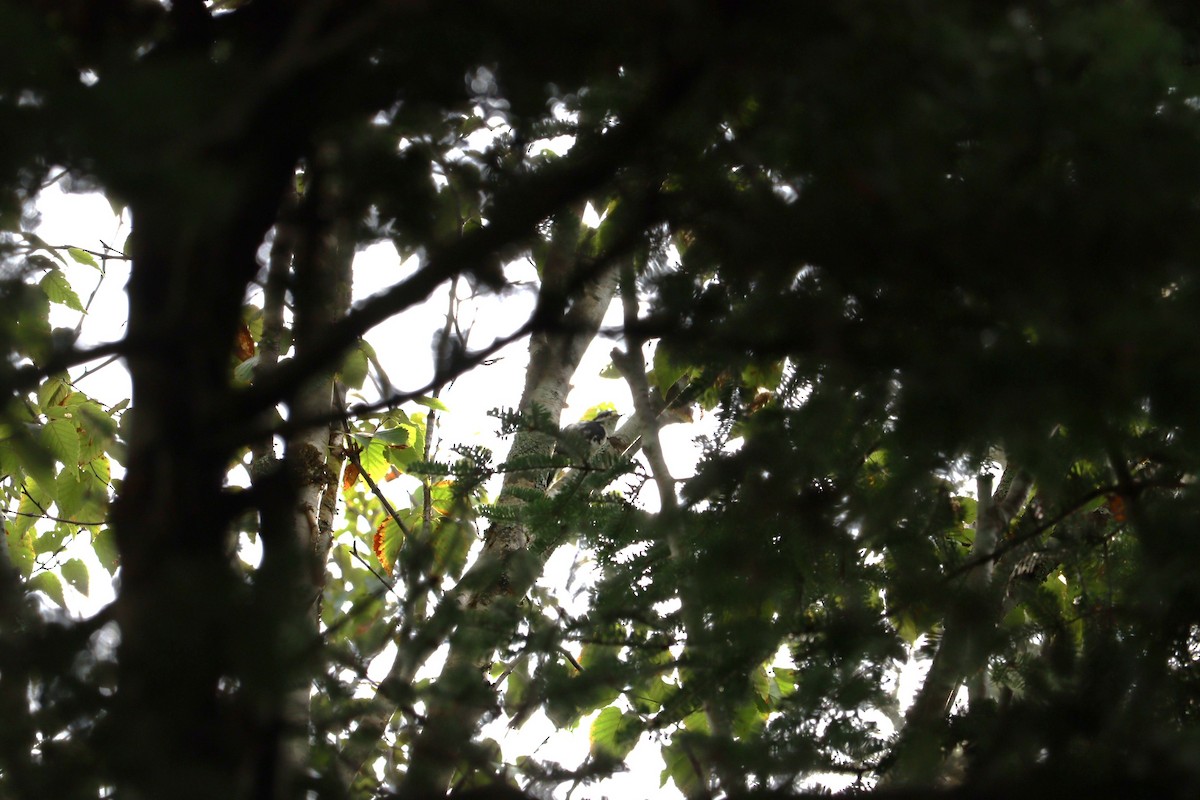 Downy Woodpecker - ML642134438