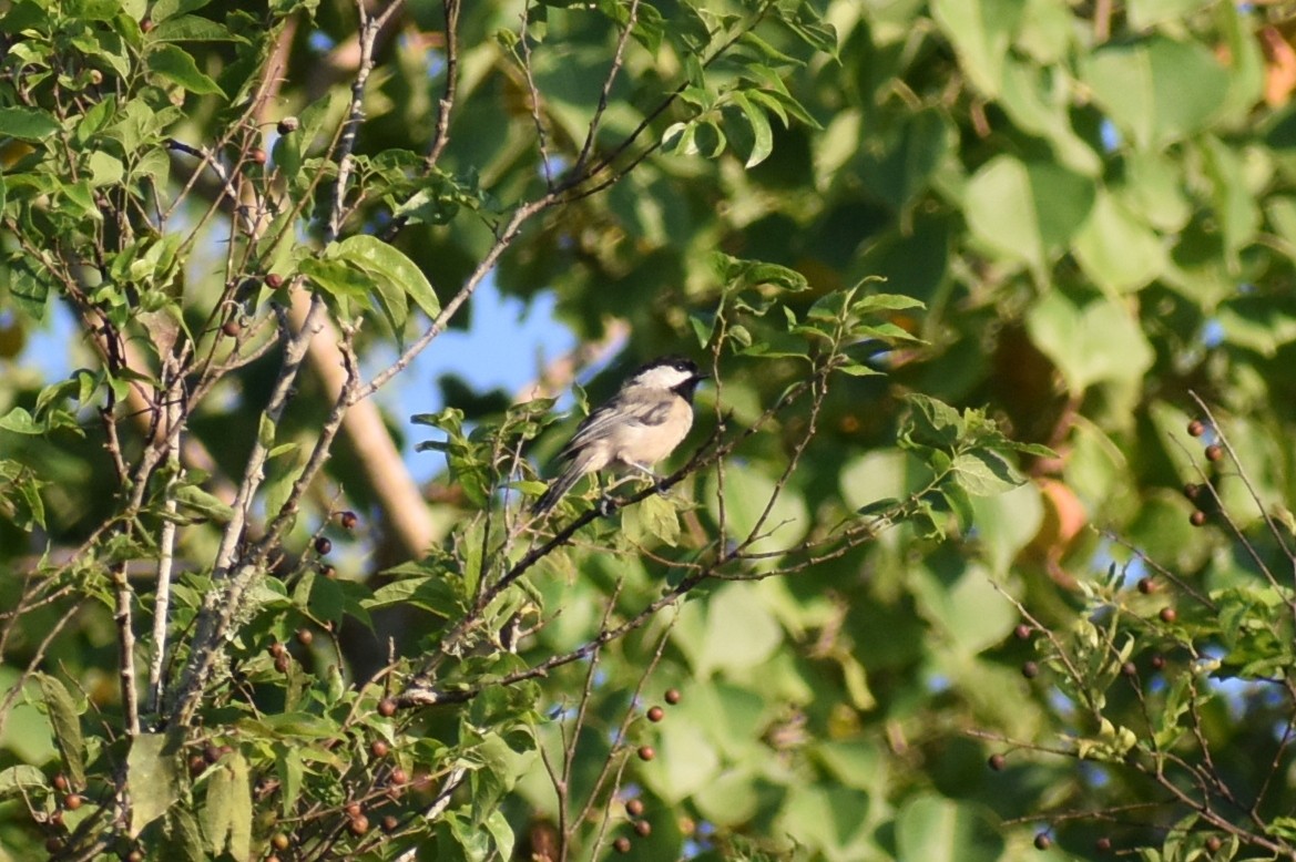 Carolina Chickadee - ML642134475