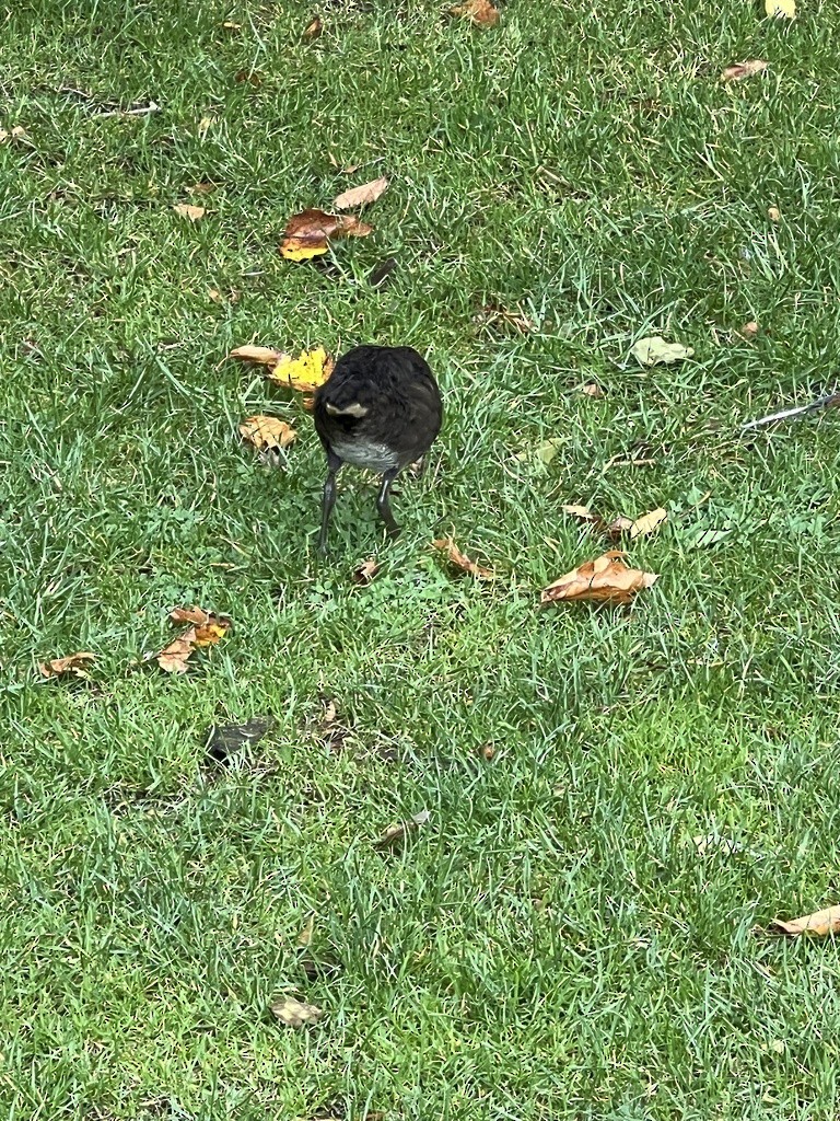 Eurasian Moorhen - ML642134481