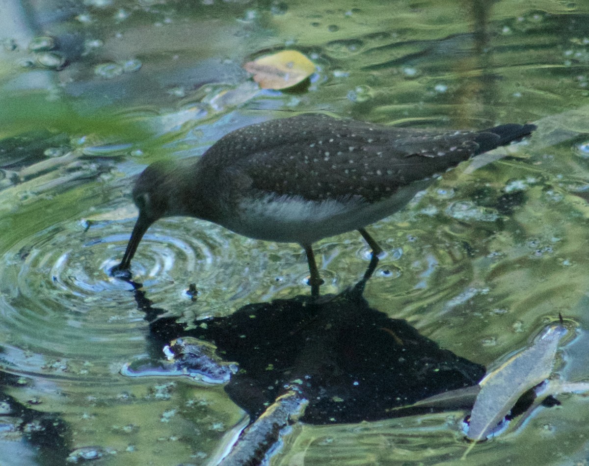 Einsiedelwasserläufer - ML642134482