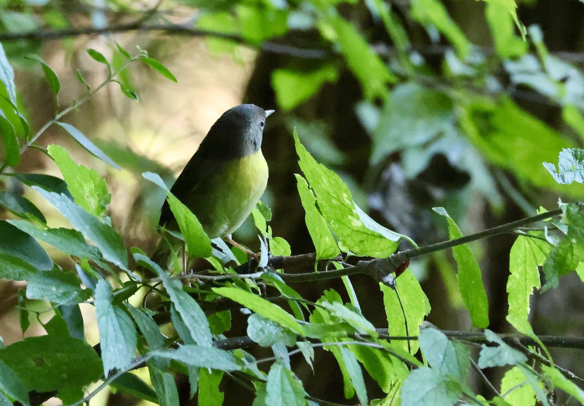 Common Yellowthroat - ML642134489