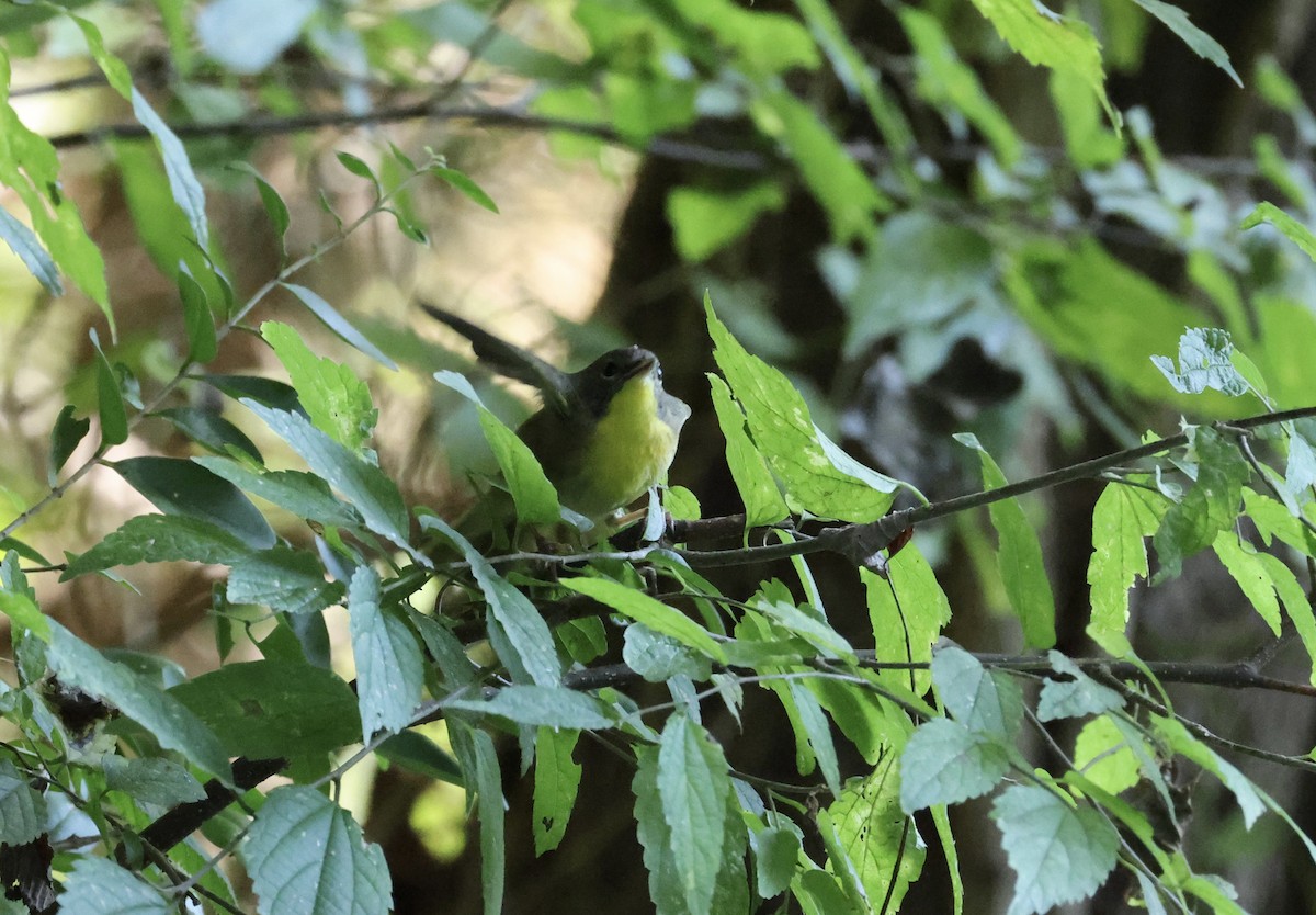 Common Yellowthroat - ML642134490