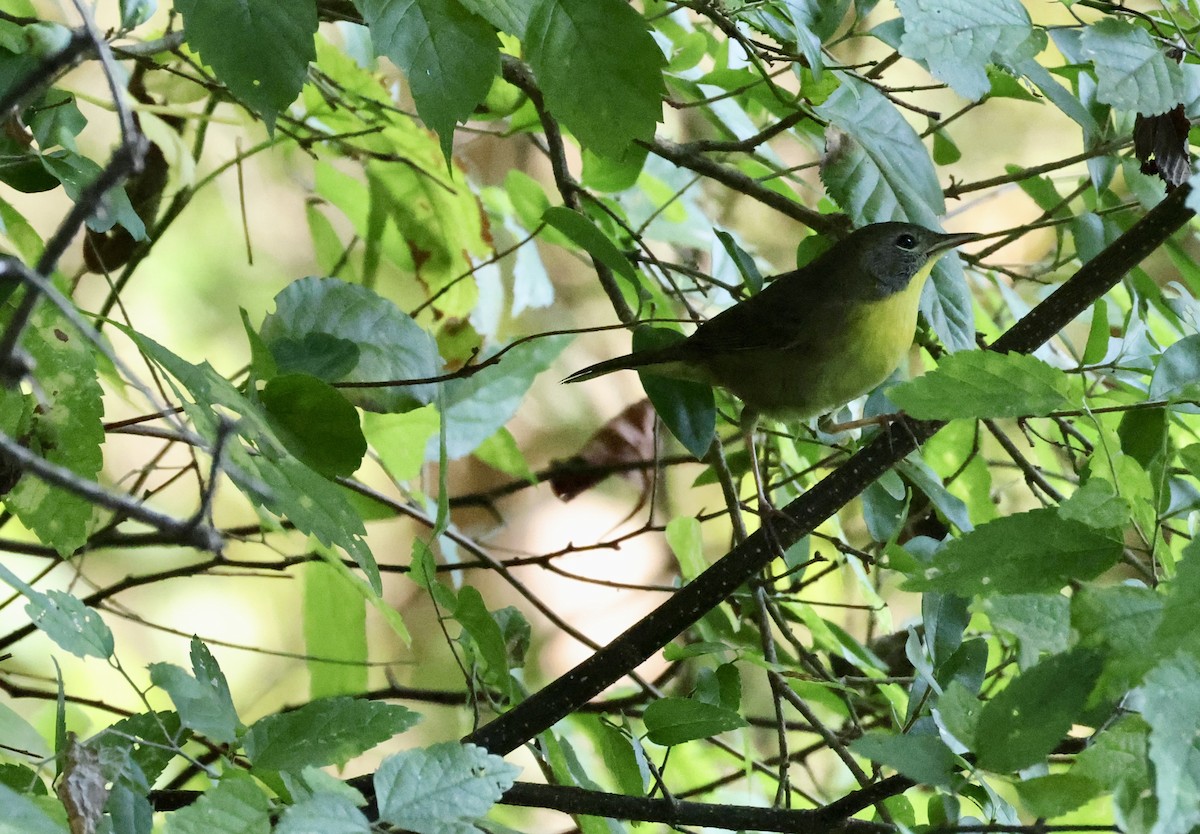Common Yellowthroat - ML642134491