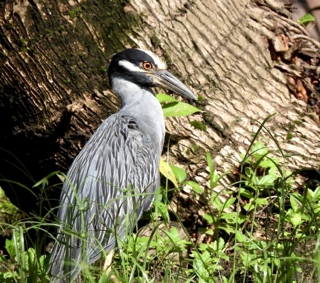 Yellow-crowned Night Heron - ML642134496