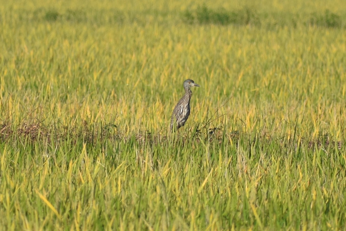 Yellow-crowned Night Heron - ML642134503