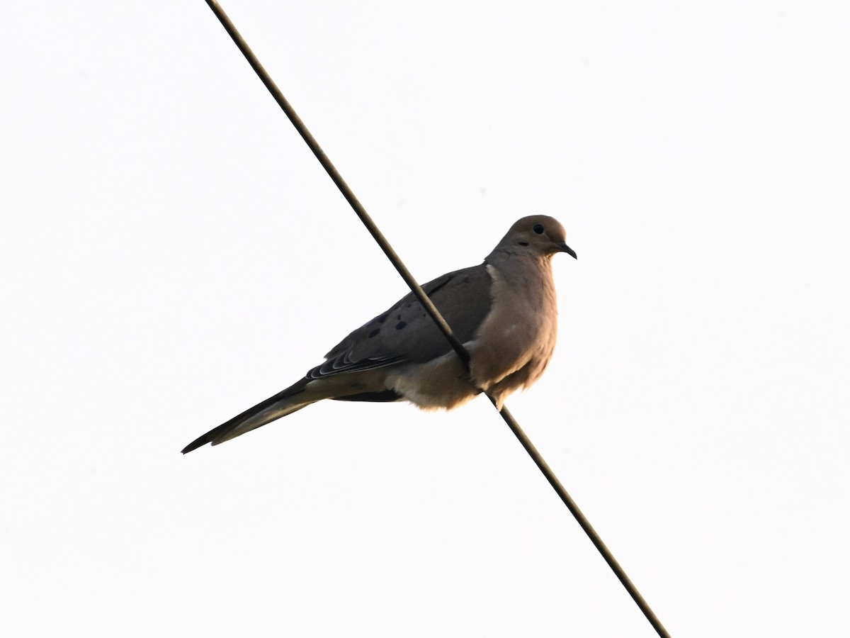 Mourning Dove - ML642134507
