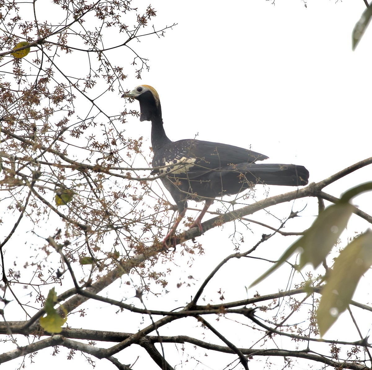 Blue-throated Piping-Guan - ML642134517