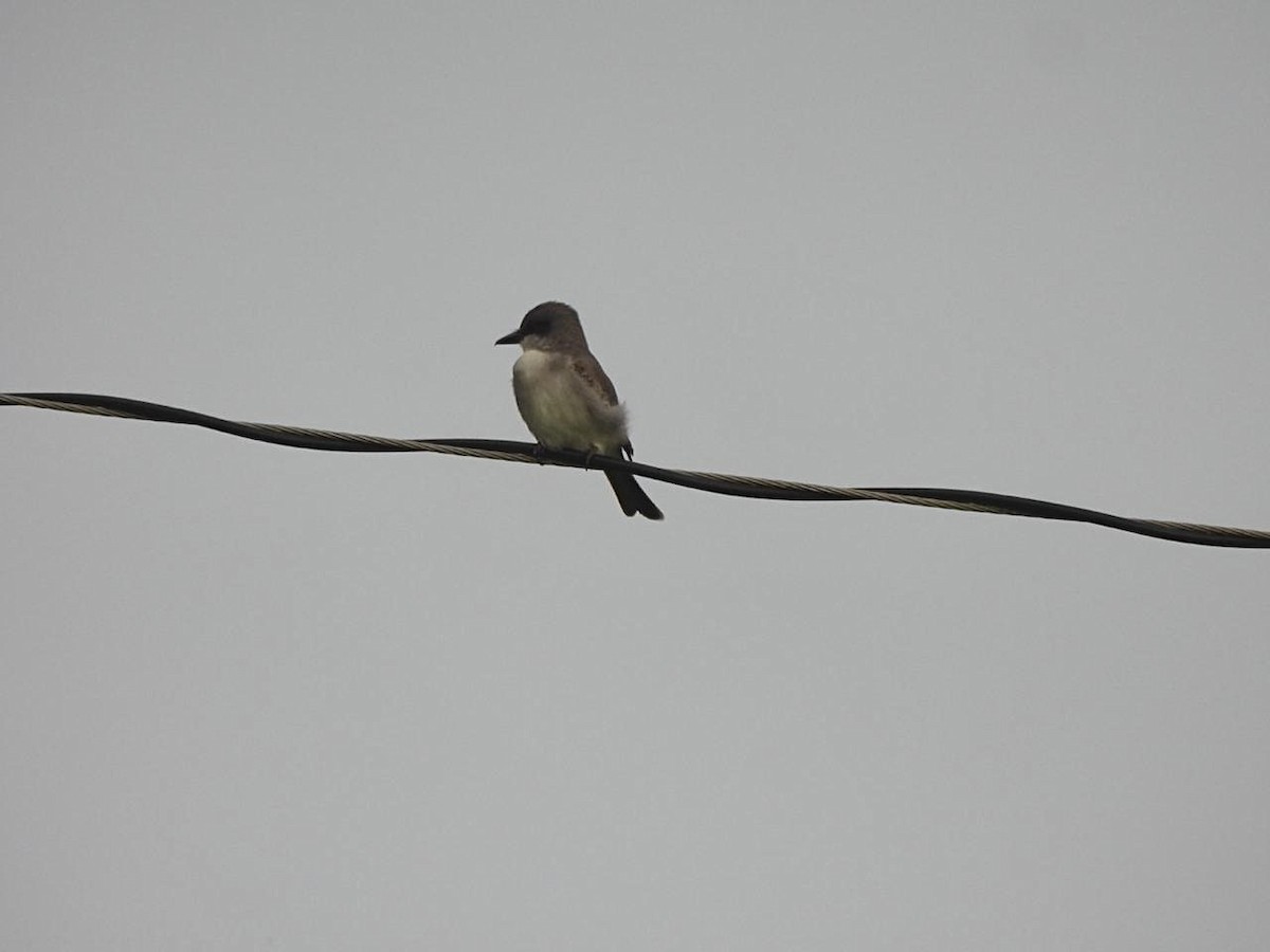 Gray Kingbird - ML642134522