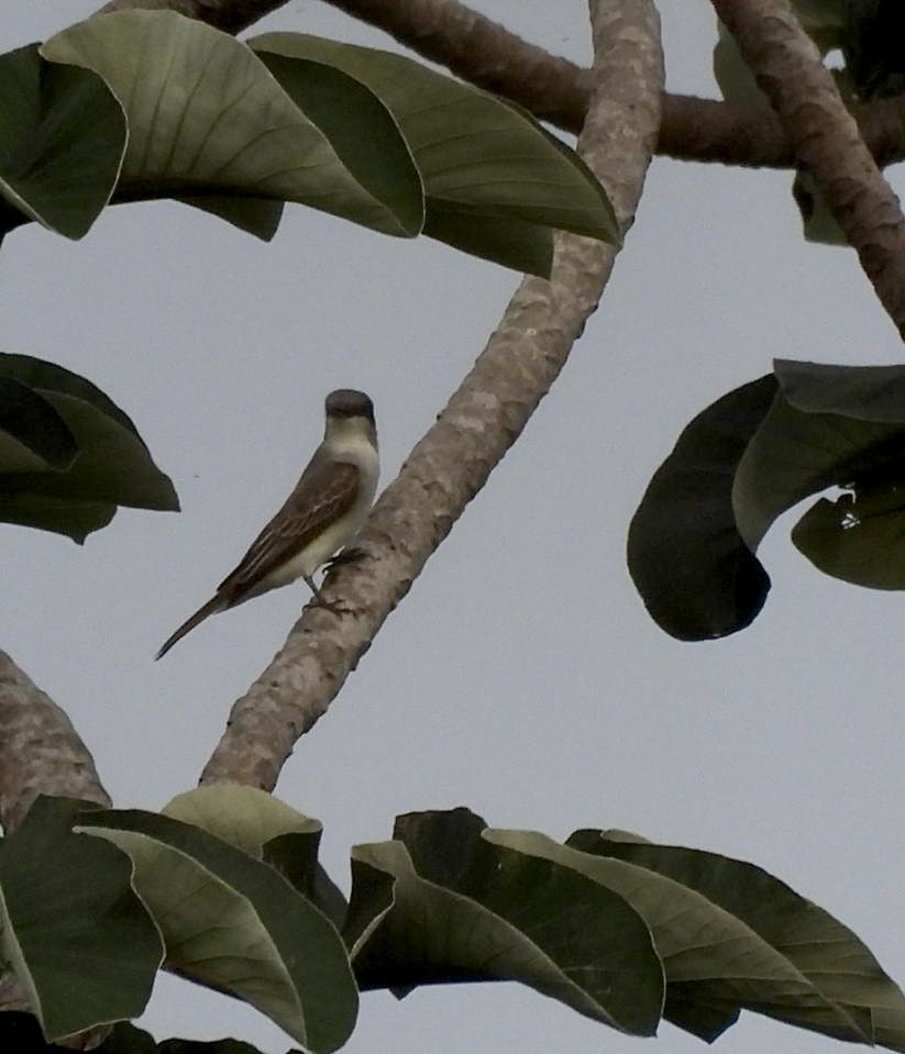 Gray Kingbird - ML642134523