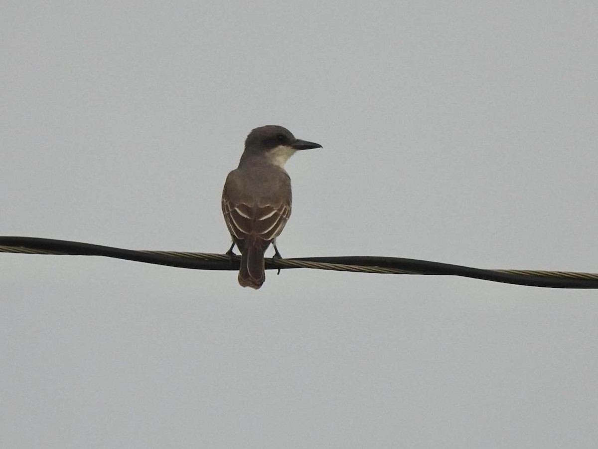 Gray Kingbird - ML642134524