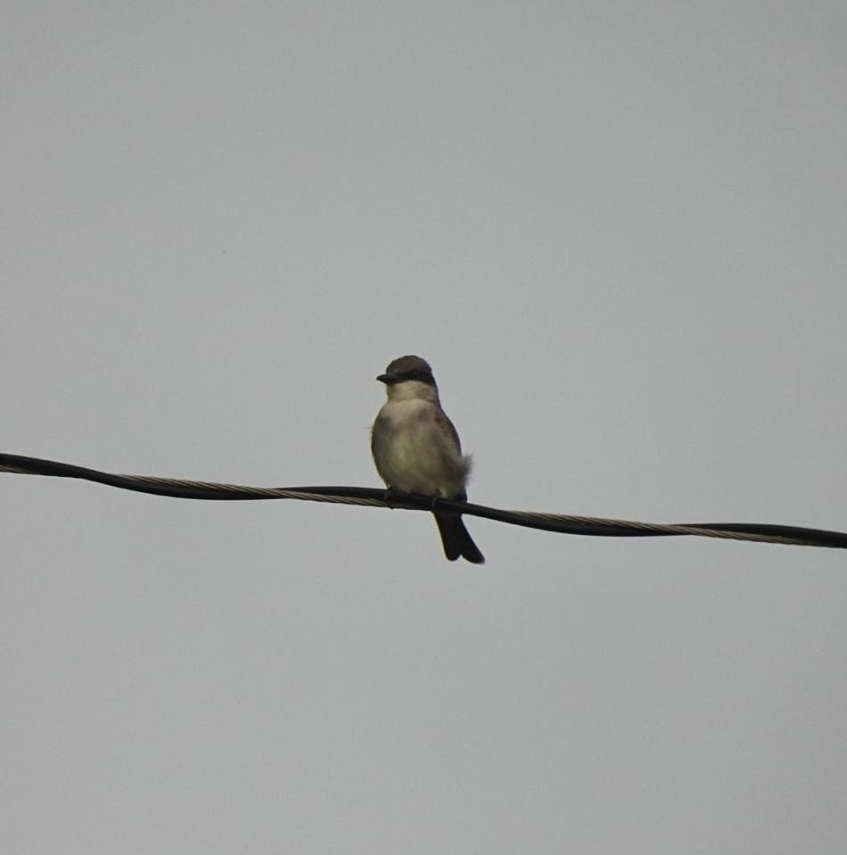 Gray Kingbird - ML642134525
