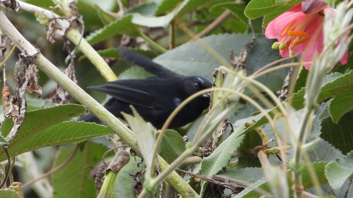 Pinchaflor de Mérida - ML642134526