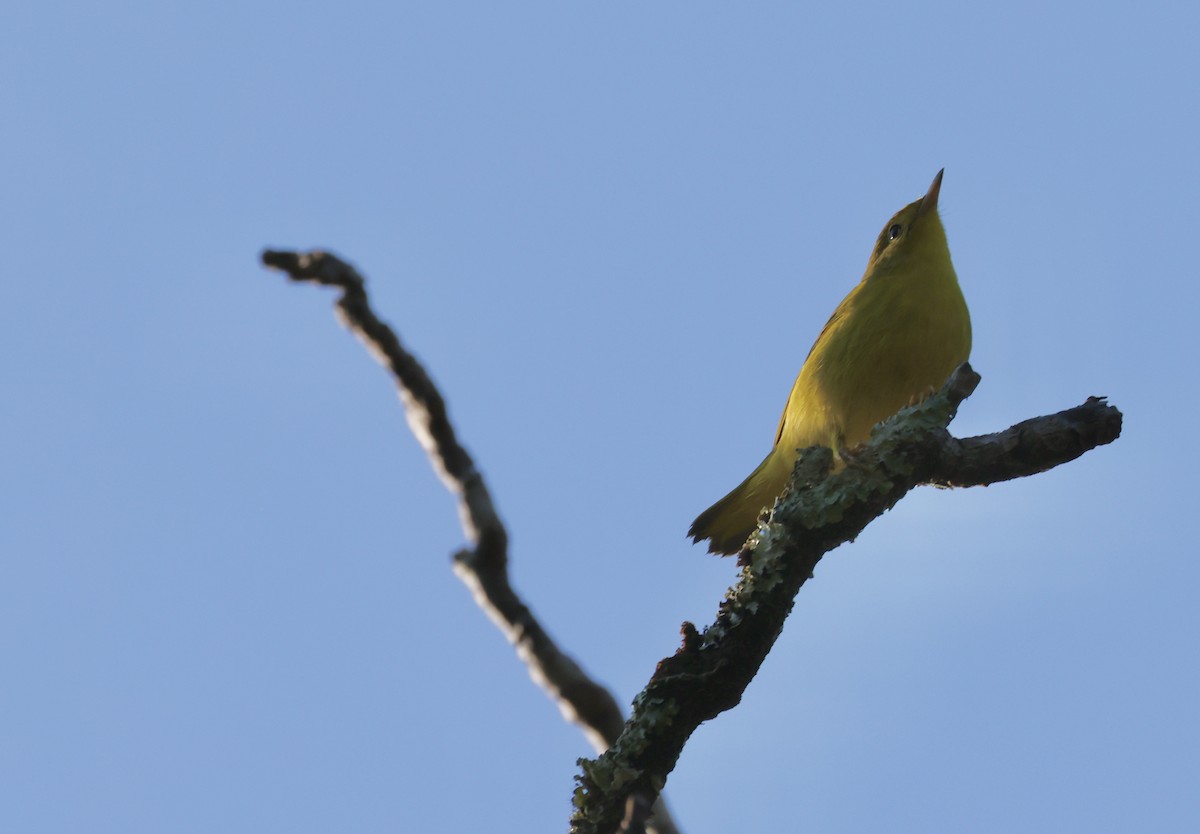 Yellow Warbler - ML642134532