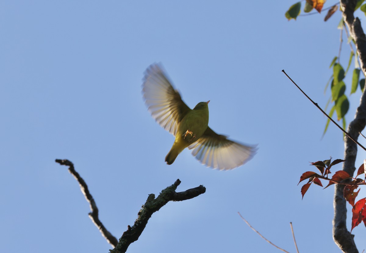 Yellow Warbler - ML642134533