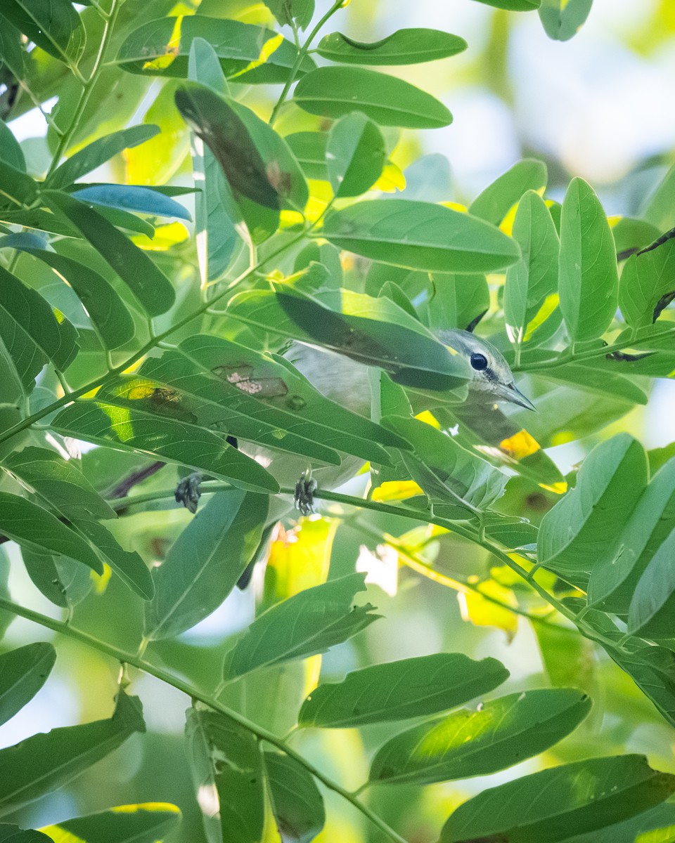 Tennessee Warbler - ML642134549
