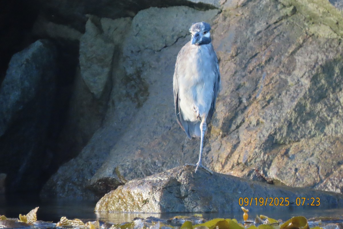 Yellow-crowned Night Heron - ML642134555