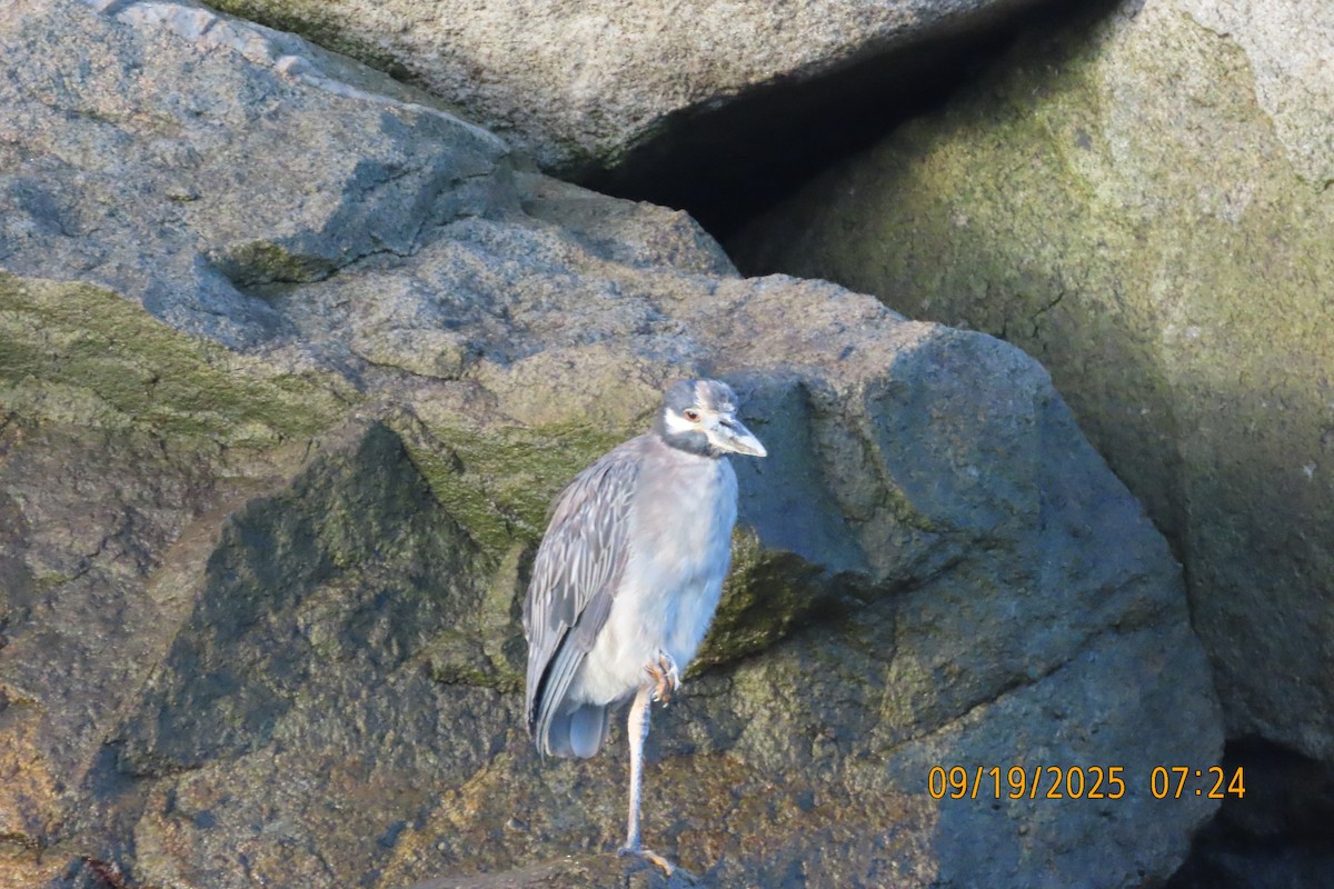 Yellow-crowned Night Heron - ML642134557