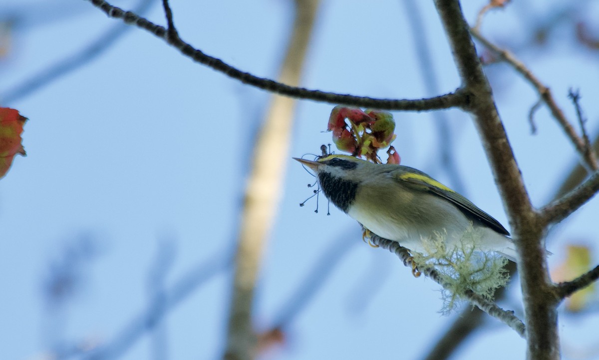 Golden-winged Warbler - ML642134558