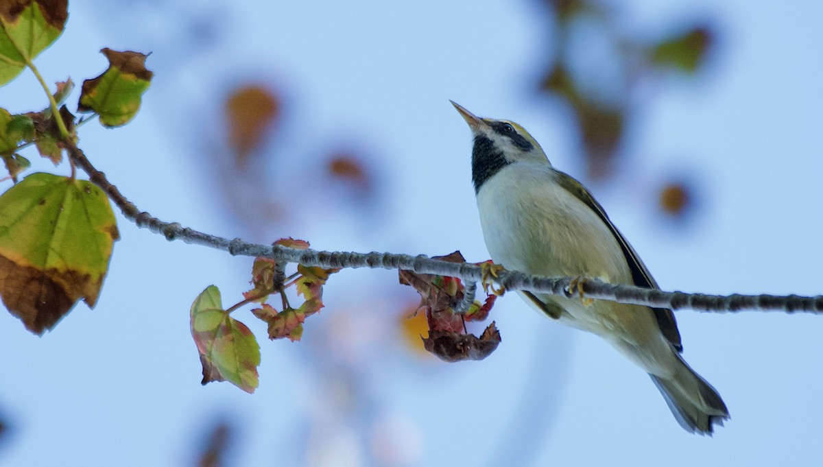 Golden-winged Warbler - ML642134559