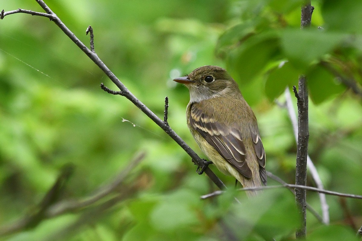 Alder/Willow Flycatcher (Traill's Flycatcher) - ML642134572