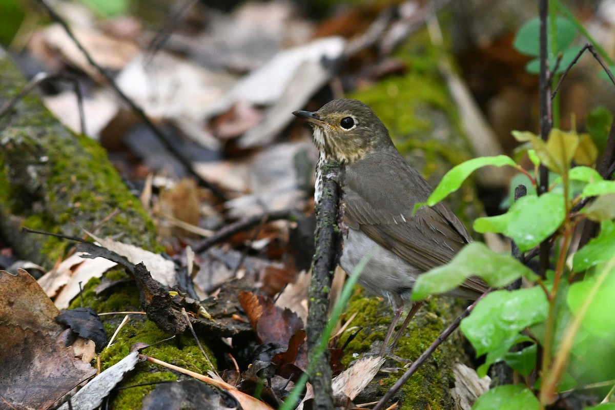 Swainson's Thrush (Olive-backed) - ML642134577