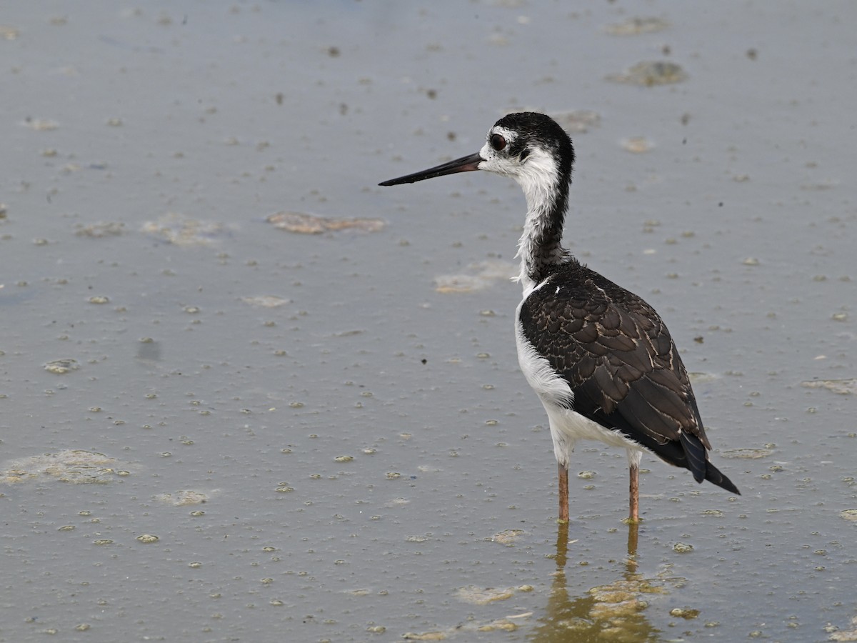 Black-necked Stilt - ML642134583
