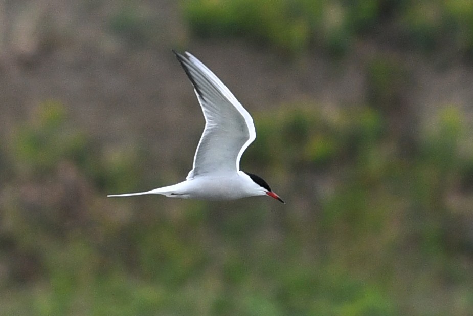 Common Tern - ML642134588