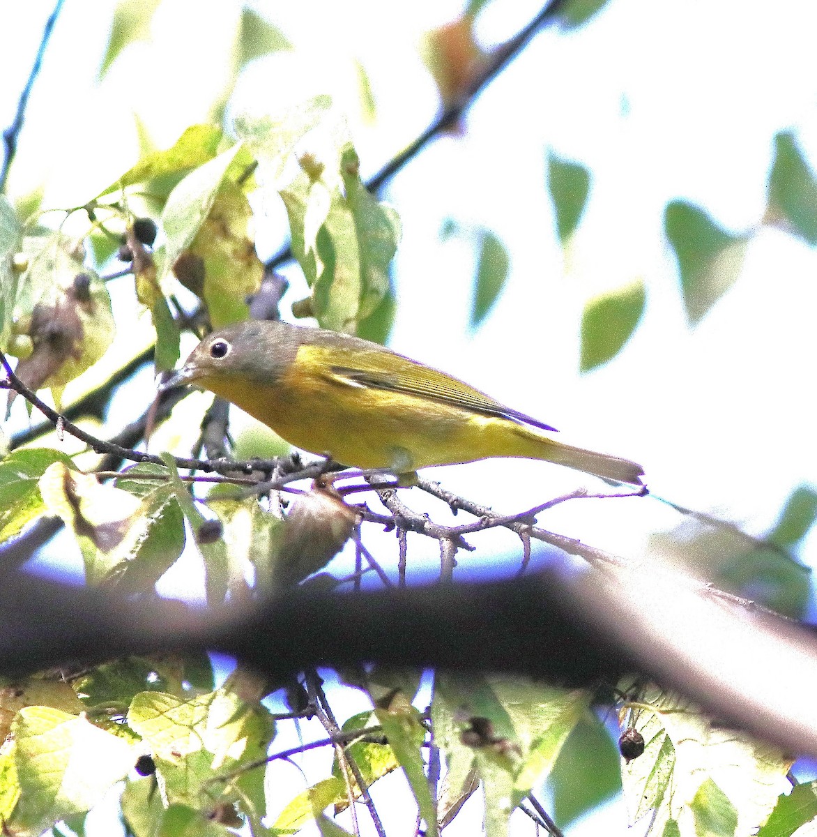 Nashville Warbler - ML642134589