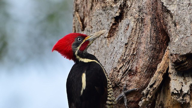 Lineated Woodpecker - ML642134596