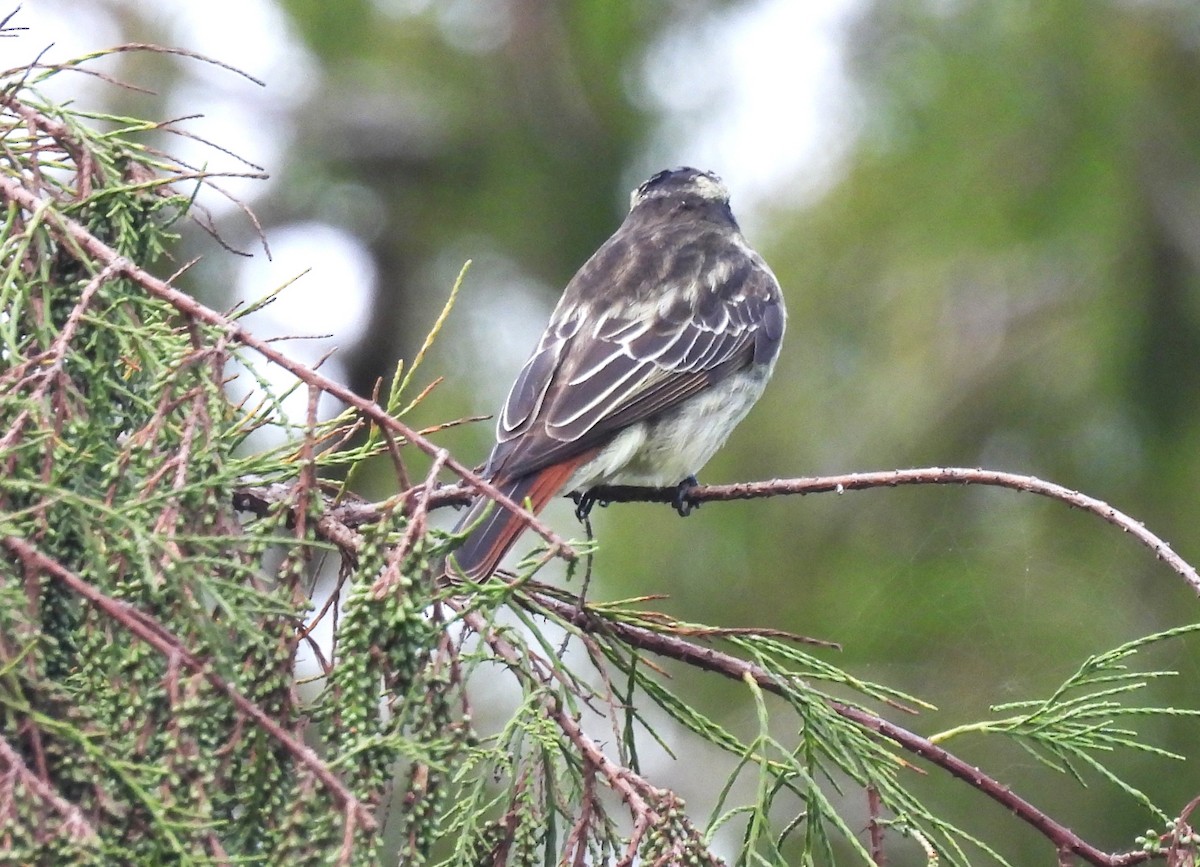 Variegated Flycatcher - ML642134612