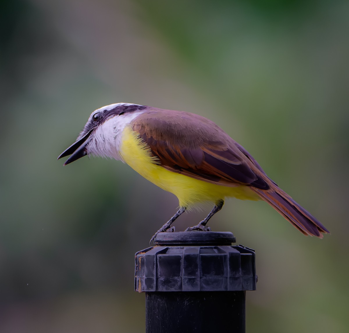 Great Kiskadee - ML642134613