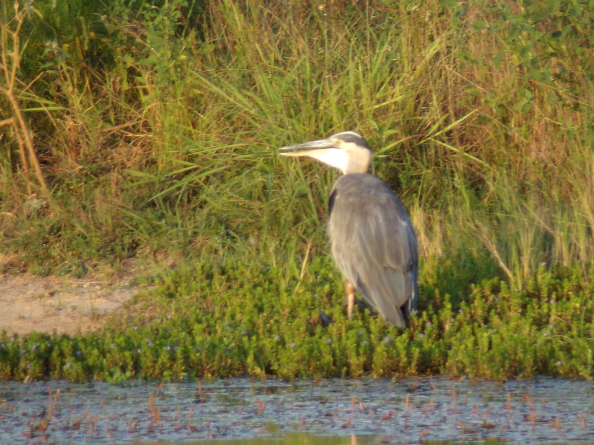 Great Blue Heron - ML642134614