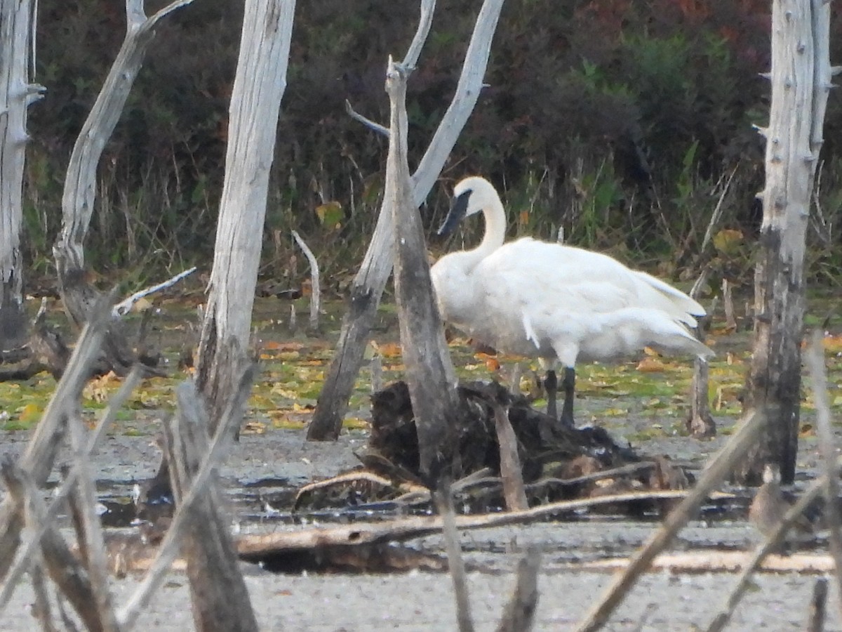 Trumpeter Swan - ML642134617