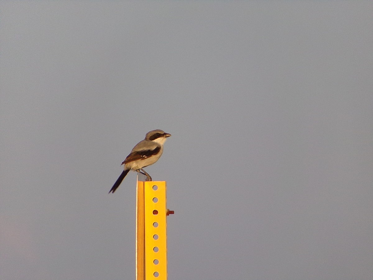 Loggerhead Shrike - ML642134625