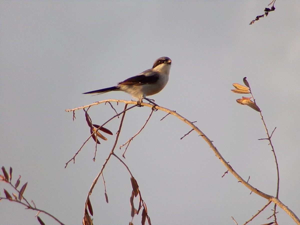 Loggerhead Shrike - ML642134626