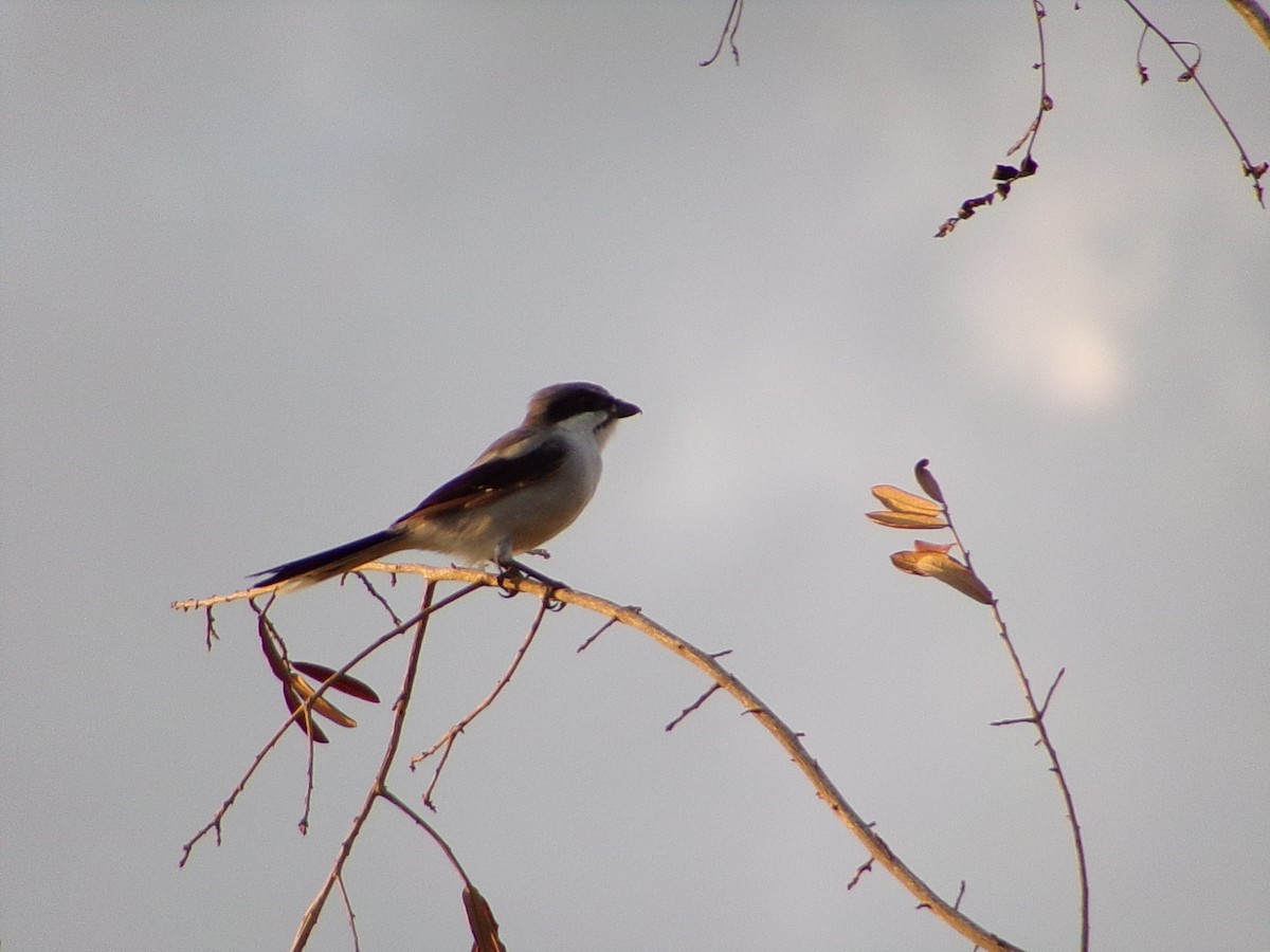 Loggerhead Shrike - ML642134627