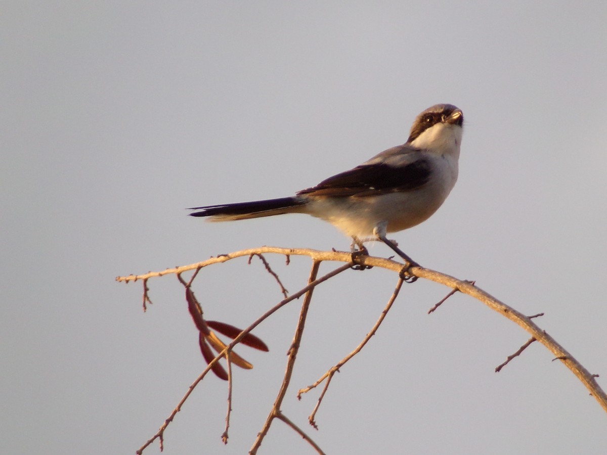 Loggerhead Shrike - ML642134628