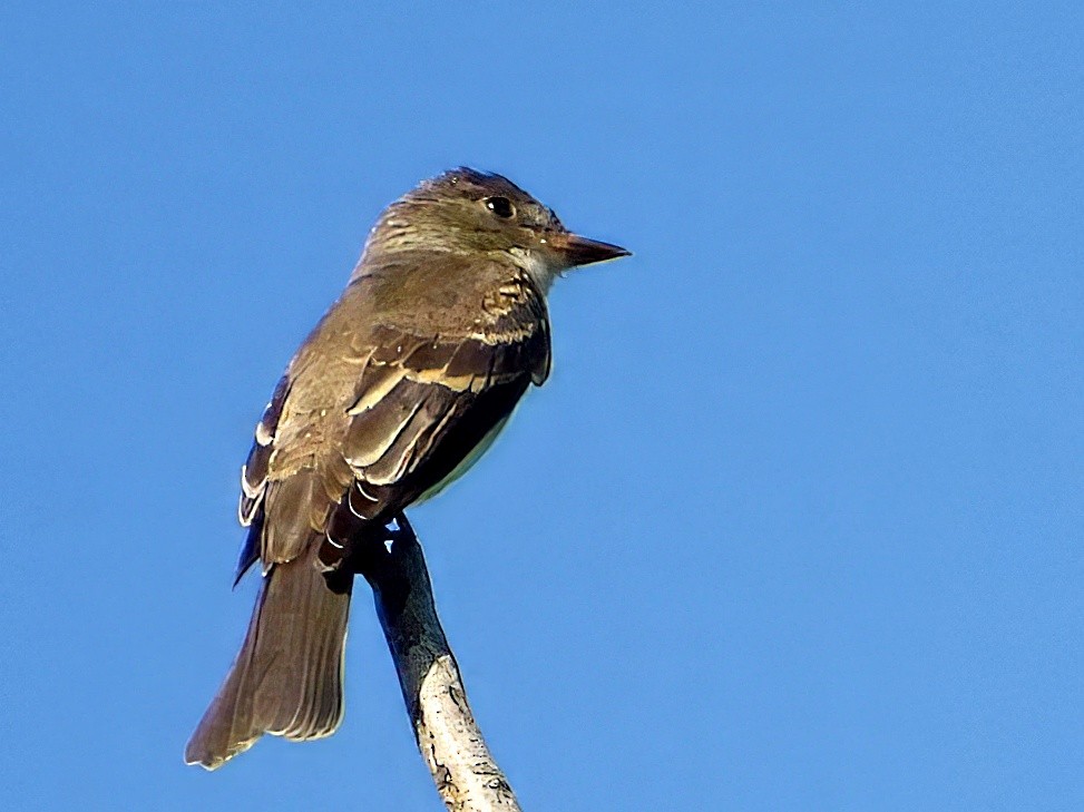 østpivi - ML642134646