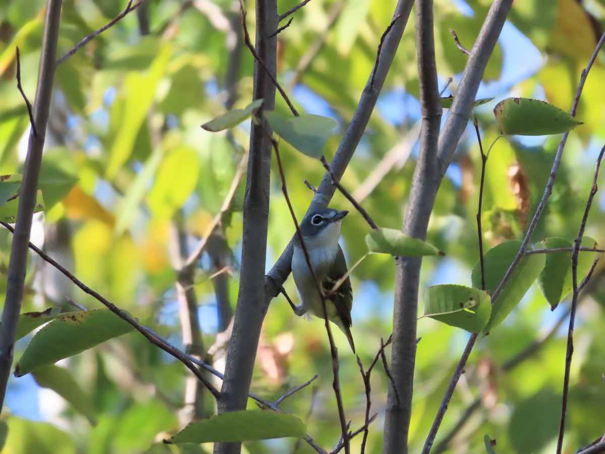 eremittvireo - ML642134662