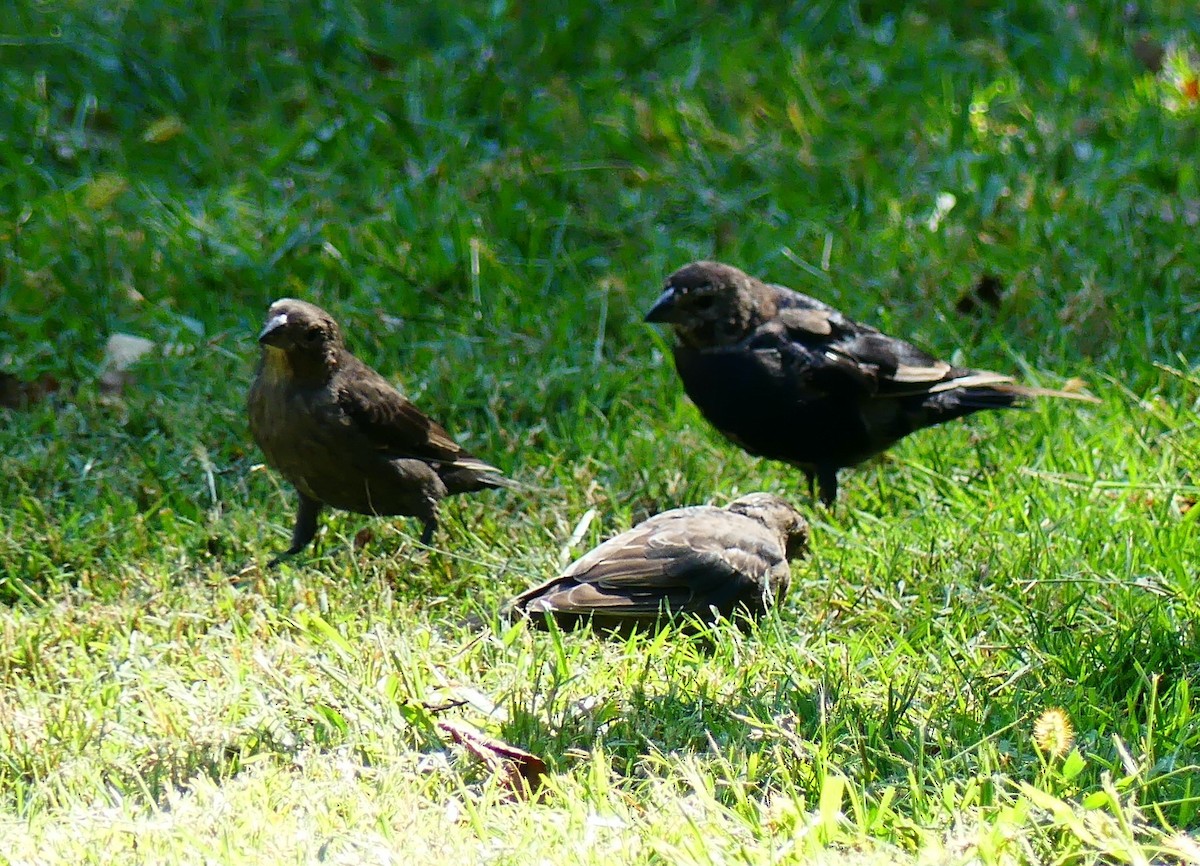 Brown-headed Cowbird - ML642134677
